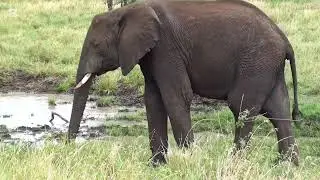 Elephant 🐘 is very friendly animal #viral #wildlife #trending #youtubevideo 