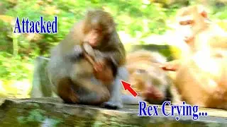 DEEP HURT! POOR BABY REX GOT BITTEN BY STUPID MONKEY...REX CRYING VERY LOUD