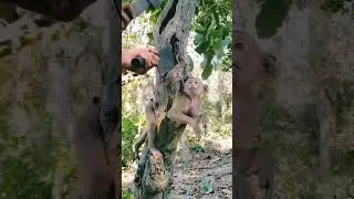 A man rescue a baby monkey stuck in tree 😨#babymonkey #monkey #monkeyvsman #manrescuemonkey