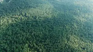 Forest BackGround Video : Drone Footage Of The Tree Canopies Of A Dense Forest  | 4K Video