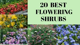 Top 20 flowering shrubs/plants used in the landscape. Top perennial flowering plant.