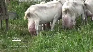 As Cabras do Manuel Belo, Criação Velha Madalena Ilha Pico Açores
