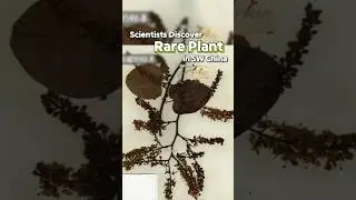 Scientists discover rare plant in SW China  #plant #discovery #rare #harvard #china #fyp #shorts