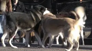 Dog Registration