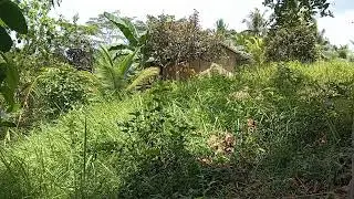 Tingog gikan sa kamingawan, Original Compost by Mario Andrade.