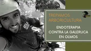 Tratamiento contra la Galeruca del Olmo