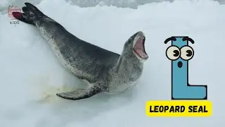 A to Z Sea Mammals Phonics Song 🌊 | Fun Marine ABC for Kids! 🐋 | #abcd #kids