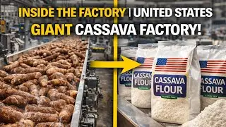 Inside the Factory | United States Giant Cassava Flour Process | Full Process