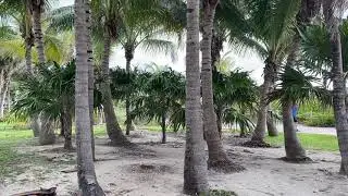 Miami Ocean Waves White Noise | Sleep, Study, Insomnia Relief | Beach Sounds 5 Hours