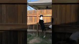 I taught Emma a few tennis ball tricks that are very Satisfying to watch!! #funnydog #tricks #magic￼