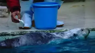 鳥羽水族館 ラッコ メイちゃんvsイカゲソ「活きが良いわね｡ってそんな訳ないでしょ！」