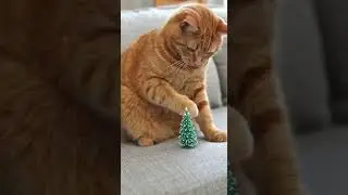 Вот почему мы любим кошек 😹
