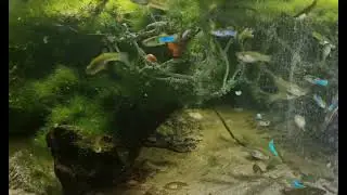 Japan blue wild type guppy 