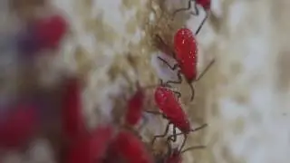 Jadera Haematoloma &ndash; Red Shouldered Bugs &ndash; Free Stock Footage &ndash; HD
