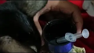 Cat Flu Solving