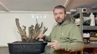 Collecting Yamadori (Jan 2023)