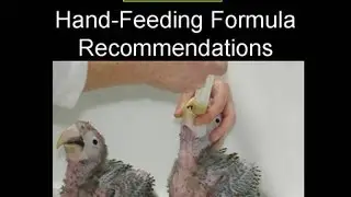 Tropican Hand Feeding Formula - Storage and Feeding Techniques