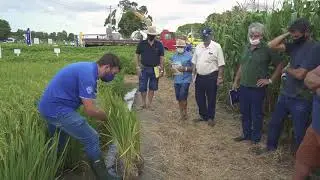 FAEM na 31ª AOCA - Prof. Filipe Selau fala sobre manejo de irrigação e adubação na cultura do arroz