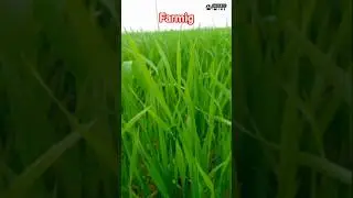 farming is video #love #viral #funny 🌾🌾
