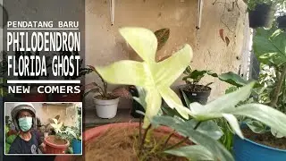 DAPAT PHILODENDRON FLORIDA GHOST MULUS ~ TOUR TO A SMALL PLANT SHOP GET PHILODENDRON FLORIDA GHOST