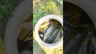 Best Fishing video in village #fishing
