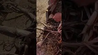 Local garlic farming