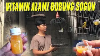 MAKE NATURAL VITAMINS FOR SOGON BIRDS