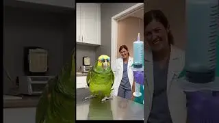 the parrot in hospital #parrotlover #funny #talkingparot #parrotparrot #parrots
