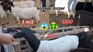 😱🤑Quanto custa um borrego dorper puro e mesti&ccedil;o nas feiras livre do nordeste 2023!!!
