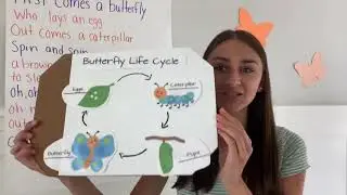 Life cycle of a butterfly review + poem!