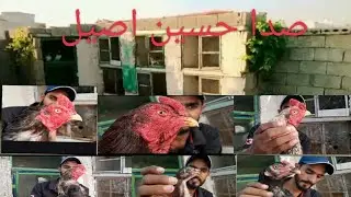 صدا حسین اصیل گولڑہ  شریف urdu & hindi #pakistan #aseellover #aseellover #pakaseels