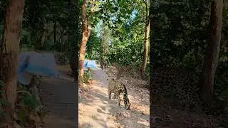 A leopard attacked on tree in jungle.#shorts#video#vfx#animals#funny#comedy#tiger#trending