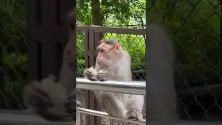 Monkey munching time! 🍌So cute watching them eat 😍#ZooVlog #MonkeyEating#CuteAnimals #animallovers