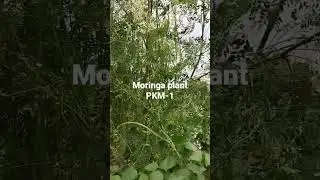 Moringa seeds PKM-1, PKM-2 & ODC-3