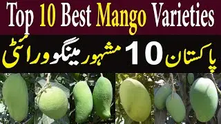 Top 10 Sweetest Mango Types In Pak | 10 Different Types of Mangoes In Pakistan | Pakistani Mango ||