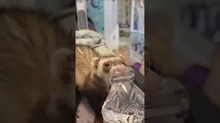 Я сожалею