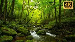Relaxing Forest Sounds | Birds Chirping & River Stream for Deep Sleep, Meditation, ASMR