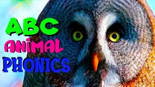 ANIMAL ALPHABET A-Z | Phonics Animals ABC