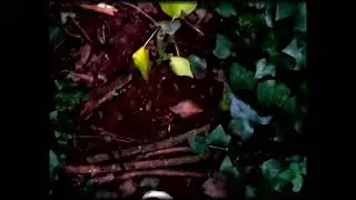 Encounter genre film (with foley sound)