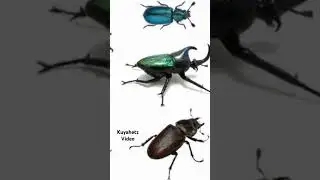 beetle #scary #spidersoftheworld #spider #viral #insects #spiderseason