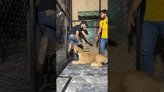 Эпизод 317: Непослушный лев Симба играет с моим другом 🥵🦁😁
