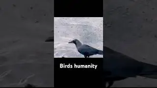 Birds love❤️/share this video guys #love#birdlovers #pain #happy #relax #enjoying #trendingreels
