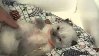 A Ragdoll To Love