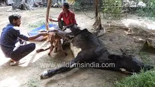 Compassion at birth, helping a newborn calf drink its mother&rsquo;s milk