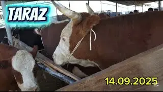 ІРІ ҚАРА БАҒАЛАРЫ/ ТАРАЗ МАЛ БАЗАР