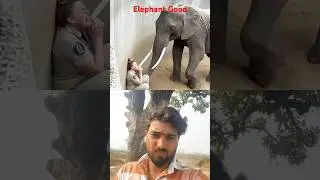 Good Elephant__#reels #trendingshorts #vairalshort #shorts #popular #elephant #attack #not #amazing