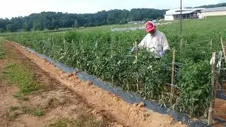 Tomato Bacterial Speck Resistance Field Research Plots for 2020- Dr. Dilip Panthee, PhD