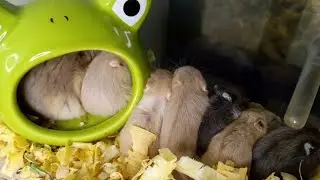 🐹 LIVE: Mama Hamster & Her Adorable Babies 💕 | Cozy Family Time