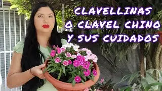 CLAVELLINAS O CLAVEL CHINO Y SUS CUIDADOS ¦LIZZ Y SU VIVERO