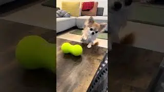 未確認の物体。
